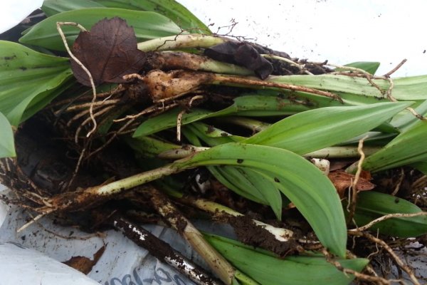 Кракен шоп нарк